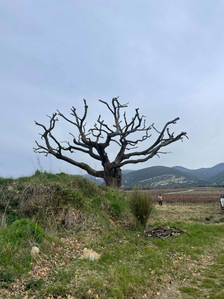 Elagage chêne après